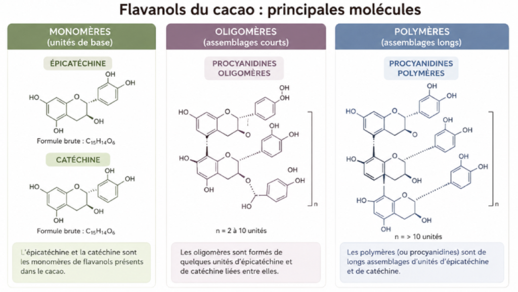 Flavanols de cacao